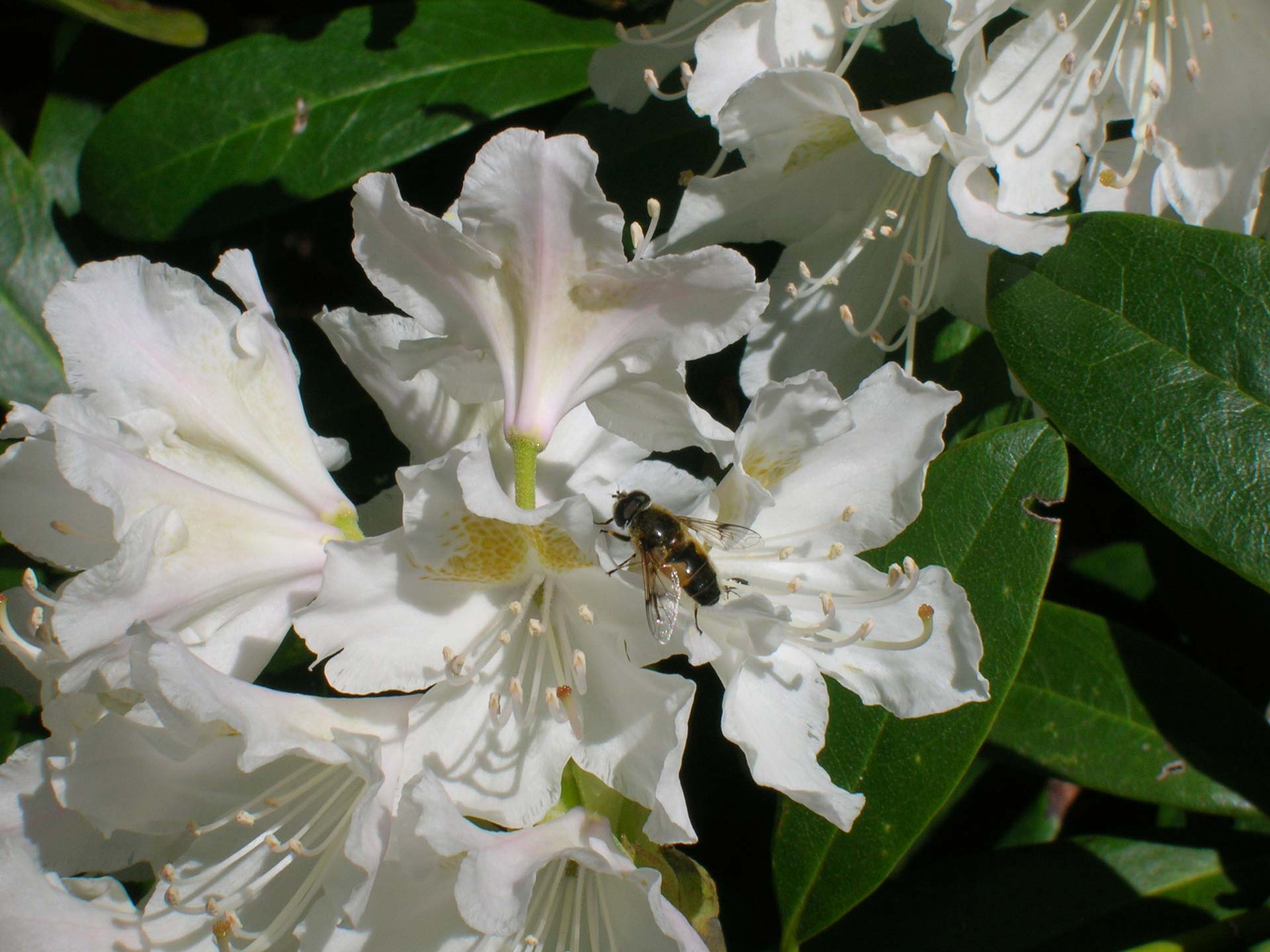 Wildblumenwiese für Bienen anlegen​