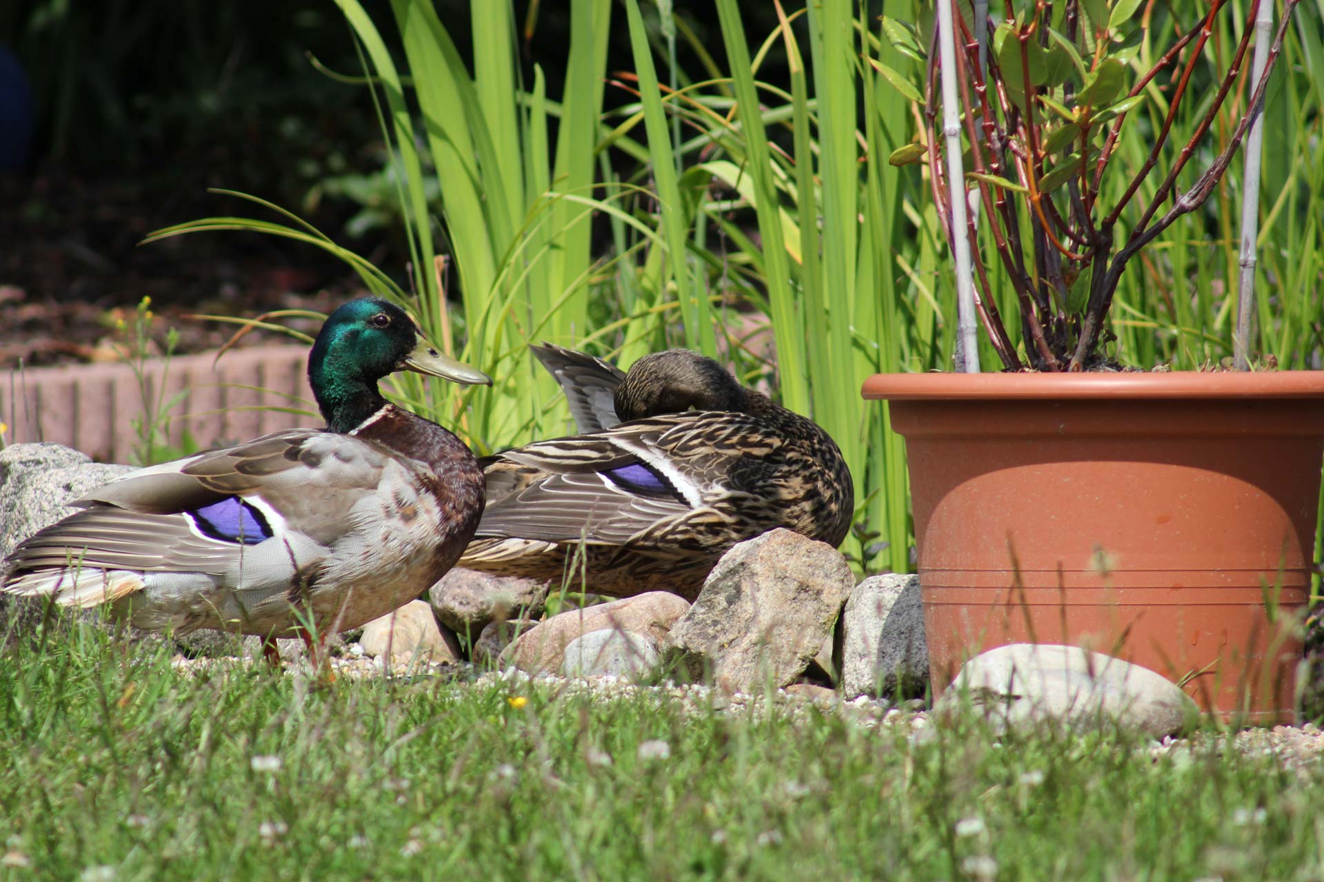 Schönster Gartenmoment: Enten am Teich